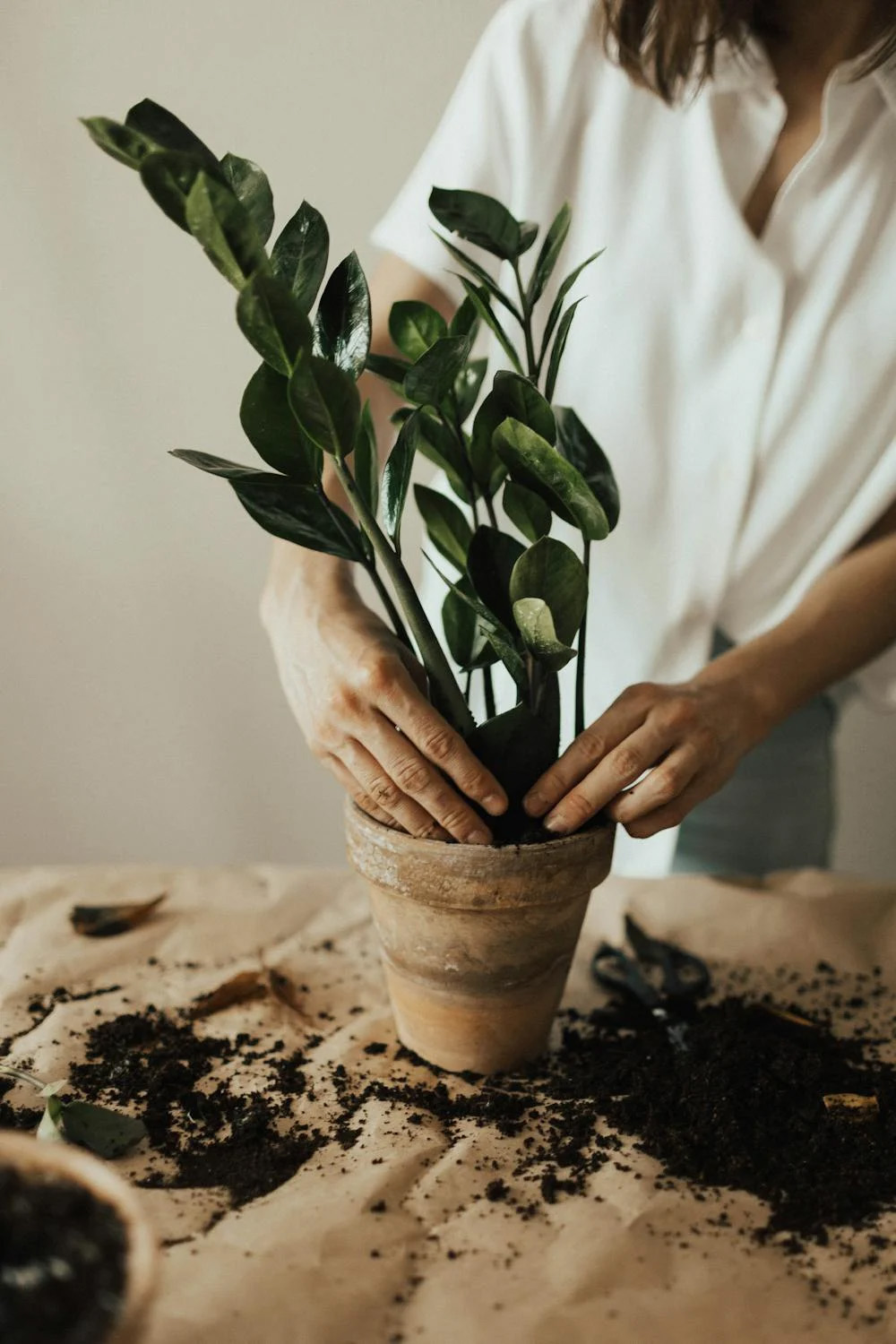 Planting Image 1
